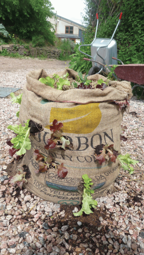 A sack can make an attractive container for plants