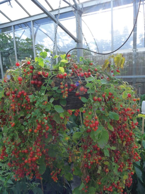 Tomatoes spilling from a hanging basket